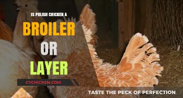 Polish Chicken: Understanding Their Role as Broilers or Layers