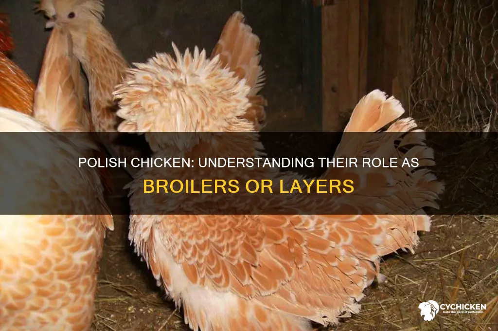 is polish chicken a broiler or layer