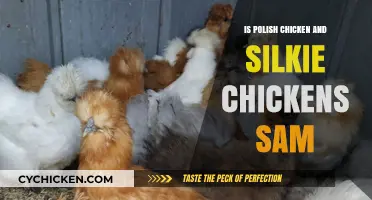 Are Polish and Silkie Chickens the Same Breed? Unraveling the Differences