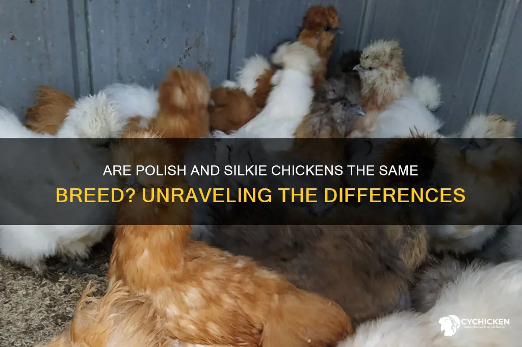 is polish chicken and silkie chickens sam