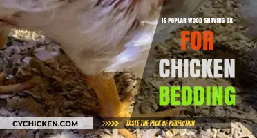 Is Poplar Wood Shaving Safe for Chicken Bedding? Pros and Cons
