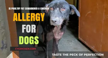 Chicken Allergies in Dogs: Is Poultry Fat Safe?