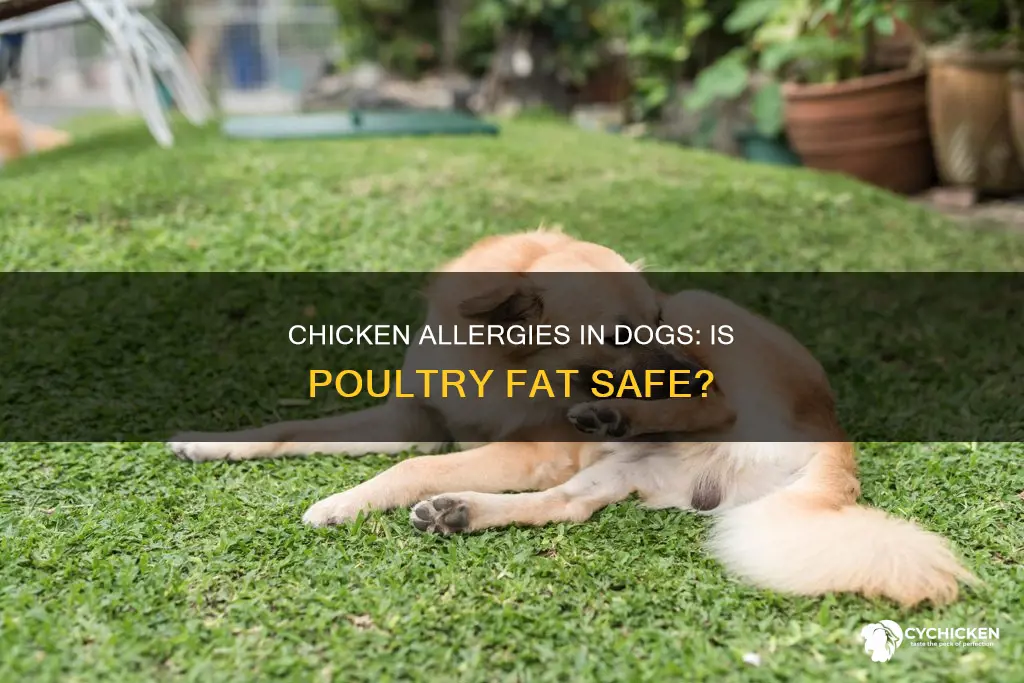 is poultry fat considered a chicken allergy for dogs