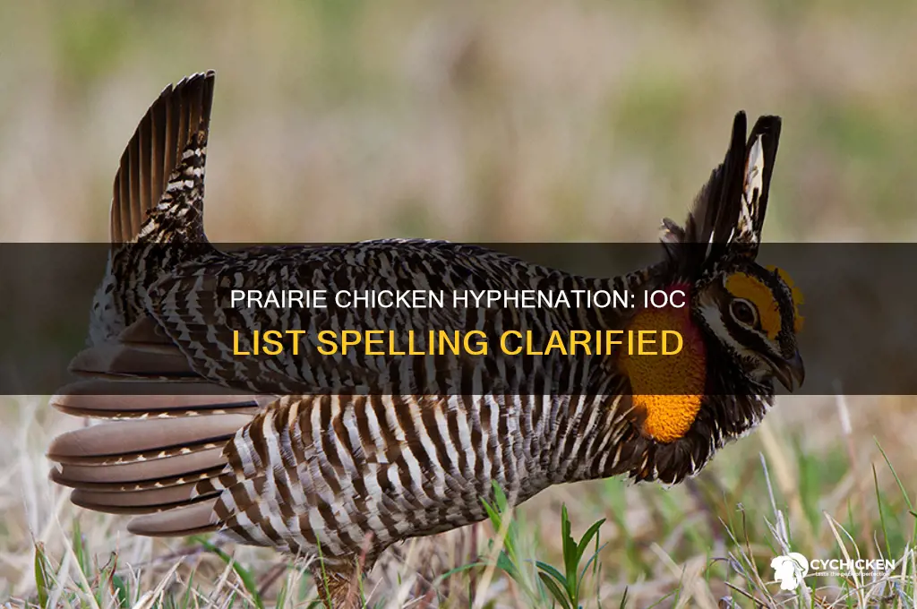 is prairie chicken hyphenated on ioc list
