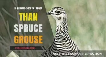 Prairie Chicken vs. Spruce Grouse: Size Comparison and Key Differences