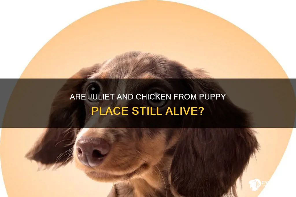 is puppy place juliet and chicken alive
