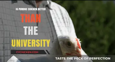 Purdue Chicken vs. University: Which Reigns Supreme?