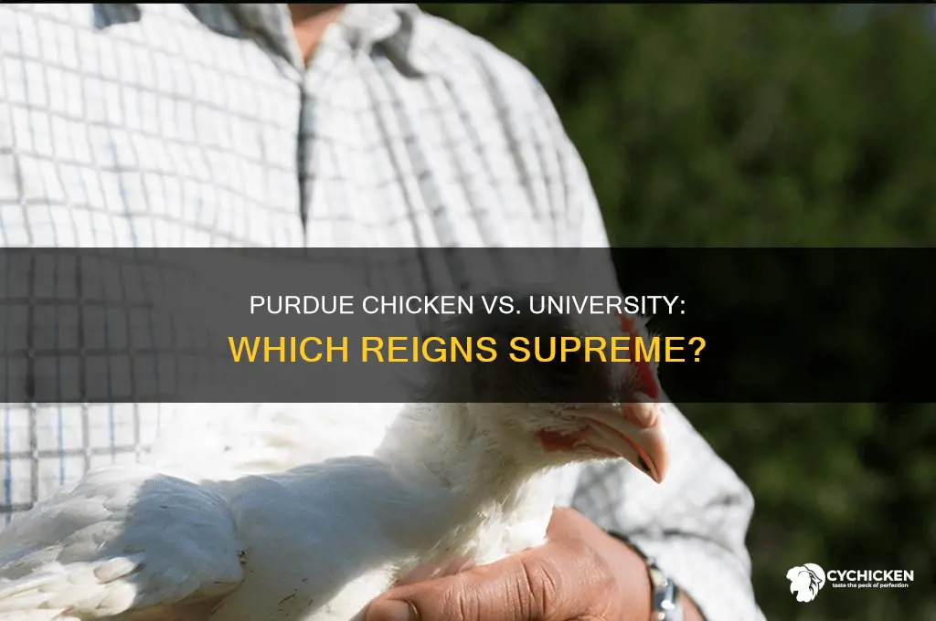 is purdue chicken better than the university
