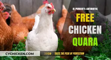 Purdue's Antibiotic-Free Chicken: Quality, Assurance, and Consumer Trust Explored