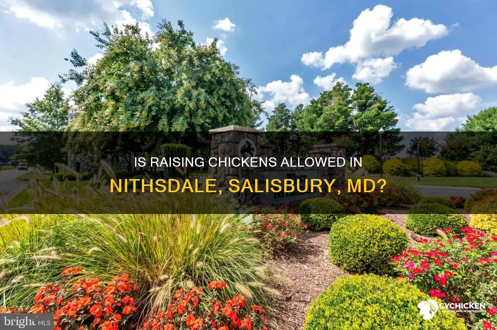 is raising chicken ok in nithsdale salisbury md