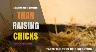 Raising Keets vs. Chicks: Key Differences and Care Tips