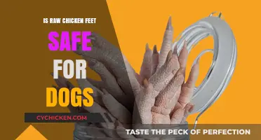 Raw Chicken Feet for Dogs: Safe or Risky Treat?