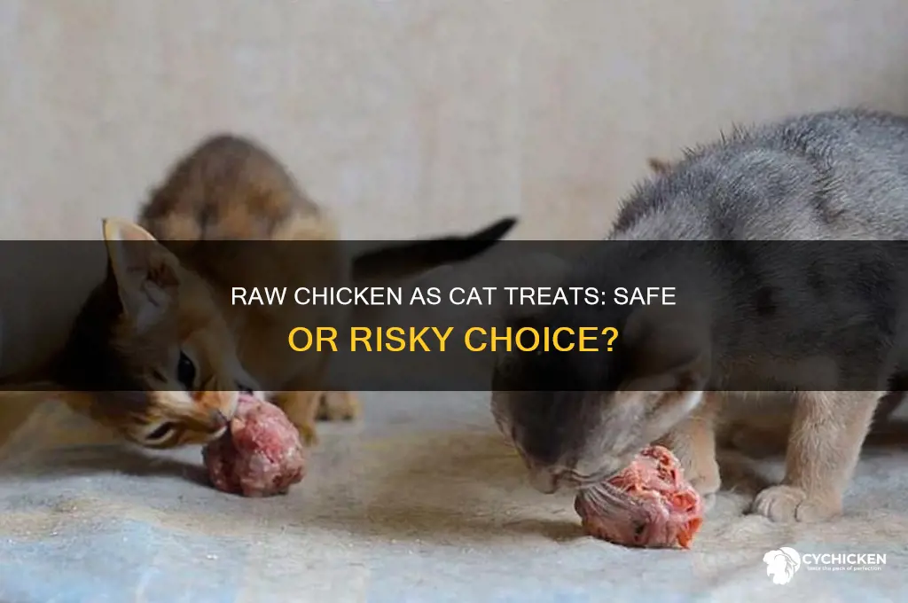 is raw chicken okay for cat treats
