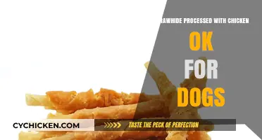 Is Chicken-Processed Rawhide Safe for Dogs? What Owners Need to Know