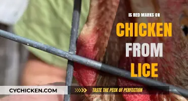 Red Marks on Chicken: Are Lice the Culprit? Uncover the Truth