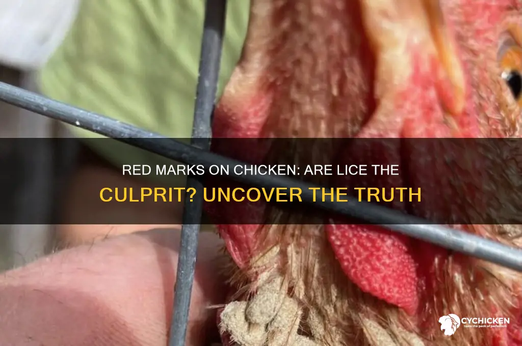 is red marks on chicken from lice