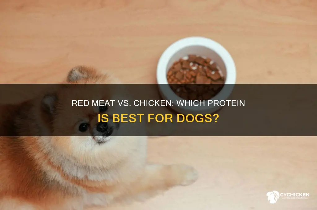 is red meat or chicken better for dogs