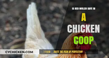 Red Mulch in Chicken Coops: A Safe and Vibrant Bedding Option?