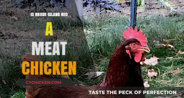 Is the Rhode Island Red a Meat Chicken? Facts Revealed
