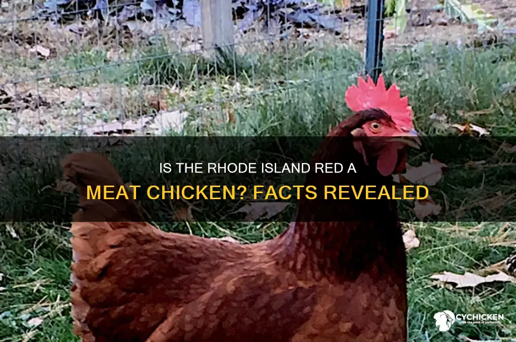 is rhode island red a meat chicken