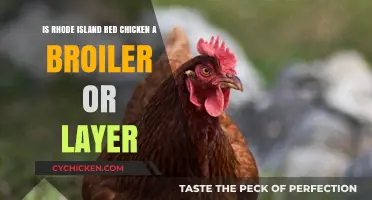 Rhode Island Reds: Broilers, Layers, or Both?