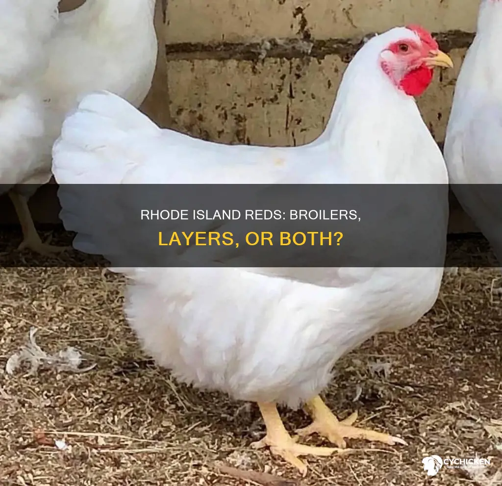 is rhode island red chicken a broiler or layer