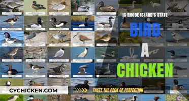 Is Rhode Island's State Bird a Chicken? Unraveling the Myth