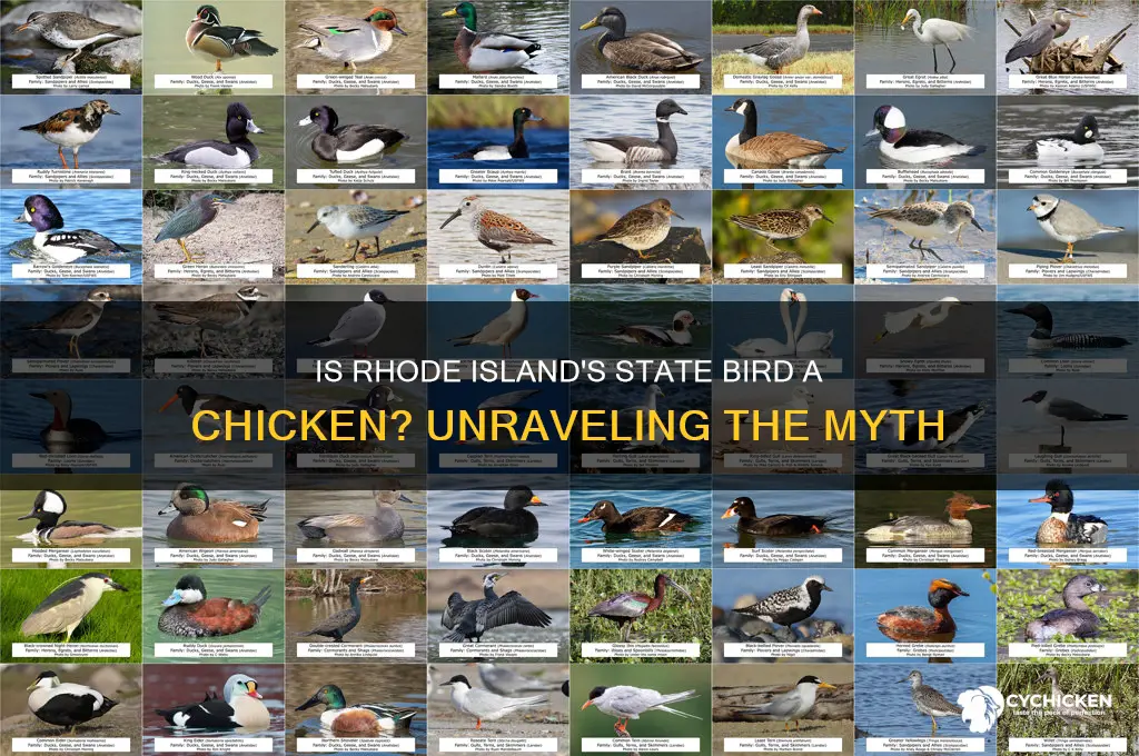 is rhode island