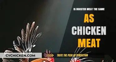 Rooster vs. Chicken: Unraveling the Meat Mystery and Taste Differences
