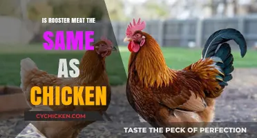 Rooster vs. Chicken: Unraveling the Meat Mystery and Differences
