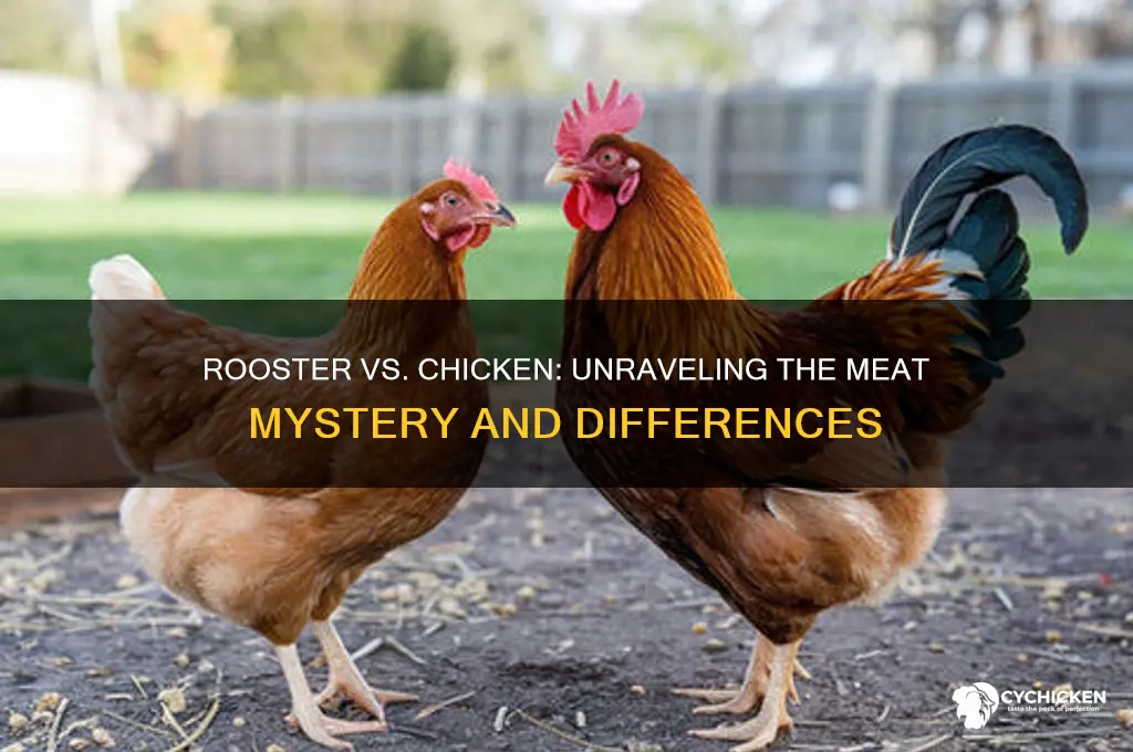 is rooster meat the same as chicken