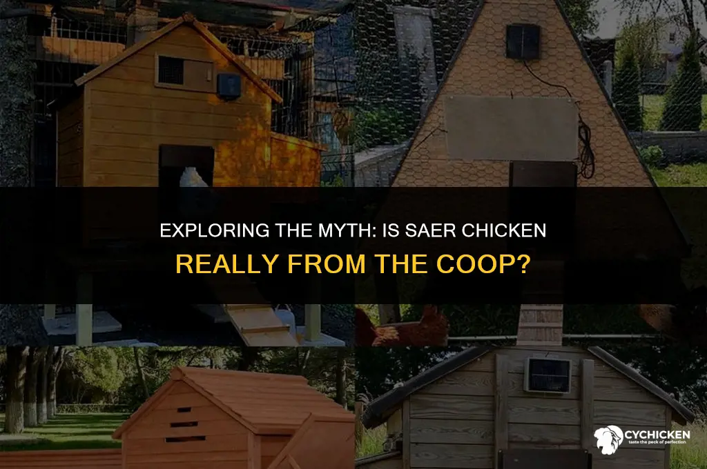 is saer chicken the chicken coop