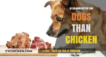 Salmon vs. Chicken: Which Protein is Better for Your Dog?