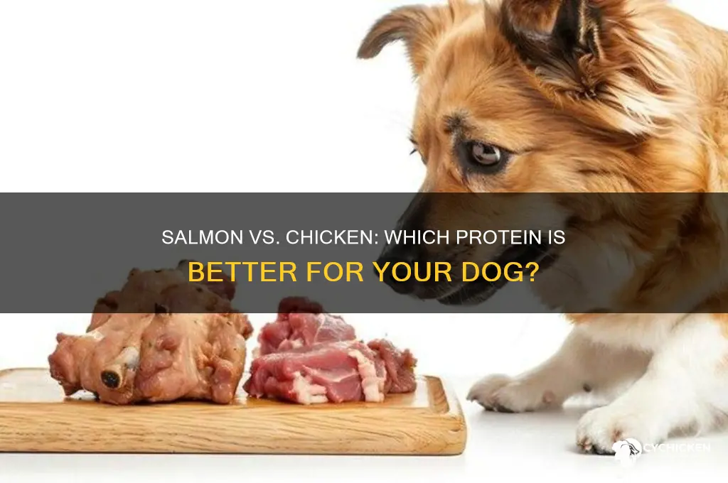 is salmon better for dogs than chicken