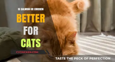 Salmon vs. Chicken: Which Protein is Best for Your Cat?