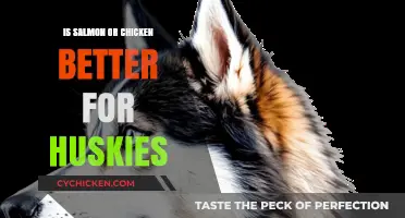 Salmon vs. Chicken: Which Protein Boosts Your Husky's Health Best?
