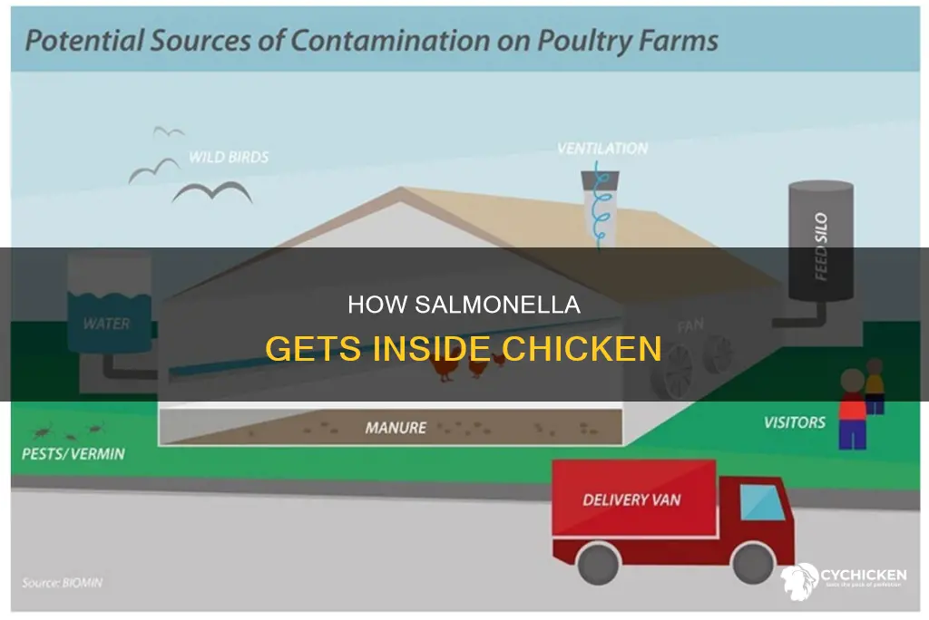 is salmonella on the inside or outside of chicken