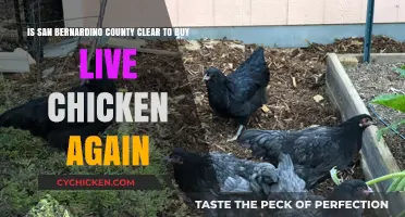 San Bernardino County Resumes Live Chicken Sales: What You Need to Know