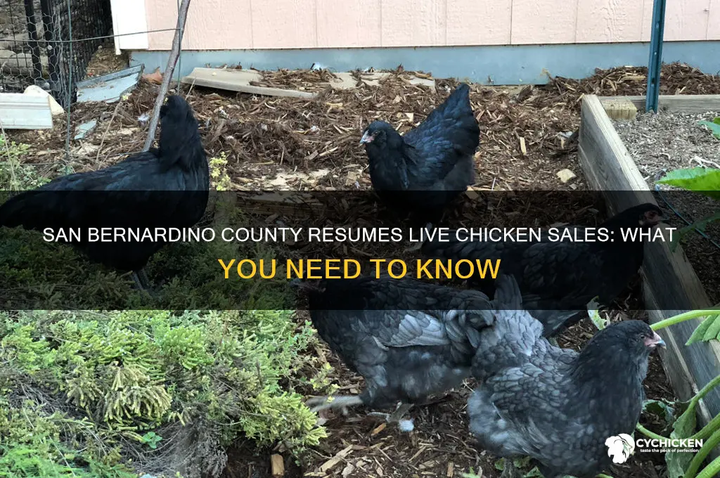 is san bernardino county clear to buy live chicken again