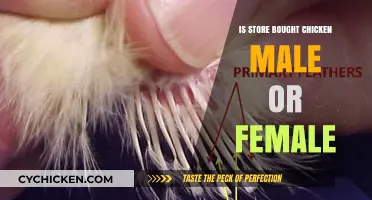Store-Bought Chicken: Understanding the Gender of Your Poultry Purchase