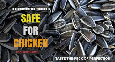 Sunflower Seeds: Safe for Chickens or Just for Birds?