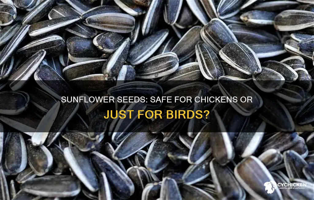 is sunflower seeds for birds is safe for chicken