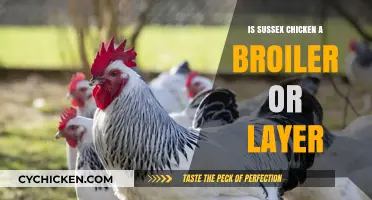 Sussex Chicken: Understanding Their Role as Broilers or Layers