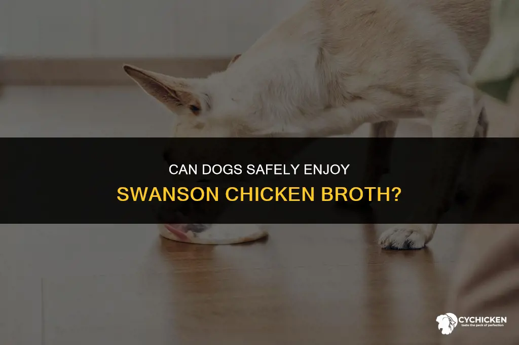 is swanson chicken broth ok for dogs
