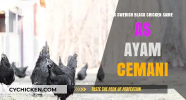 Swedish Black Chicken vs. Ayam Cemani: Unraveling the Dark Feathered Mystery