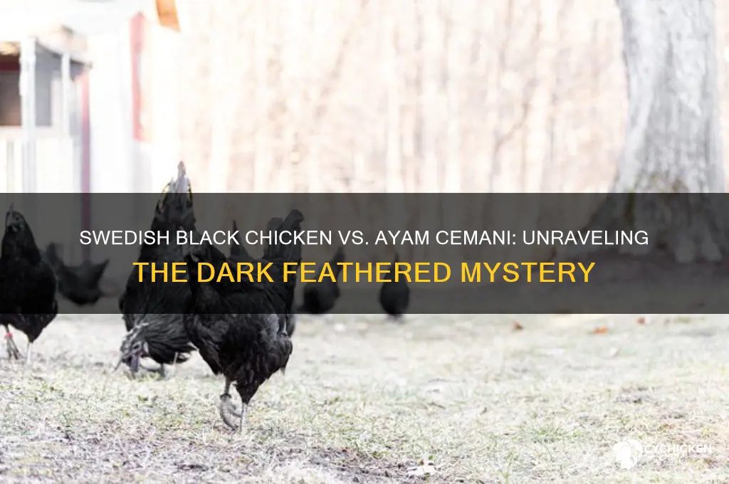 is swedish black chicken same as ayam cemani