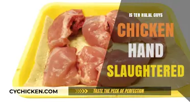 Is The Halal Guys Chicken Hand-Slaughtered? Uncovering the Truth