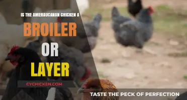 Amauracana Chickens: Understanding Their Role as Layers or Broilers