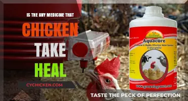 Can Chickens Take Medicine? Exploring Healing Options for Poultry Health