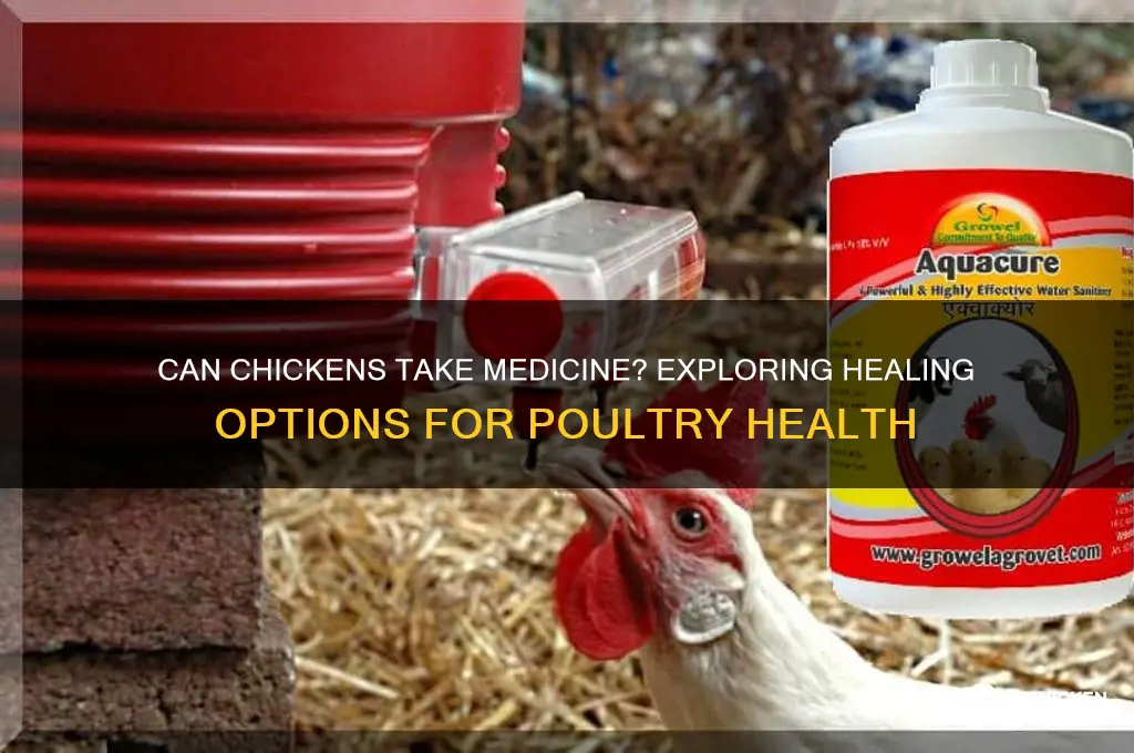 is the any medicine that chicken take heal